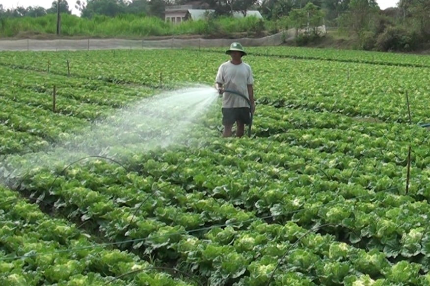 Chăm sóc cải bẹ dún