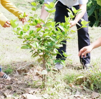 Chăm sóc cây cherry