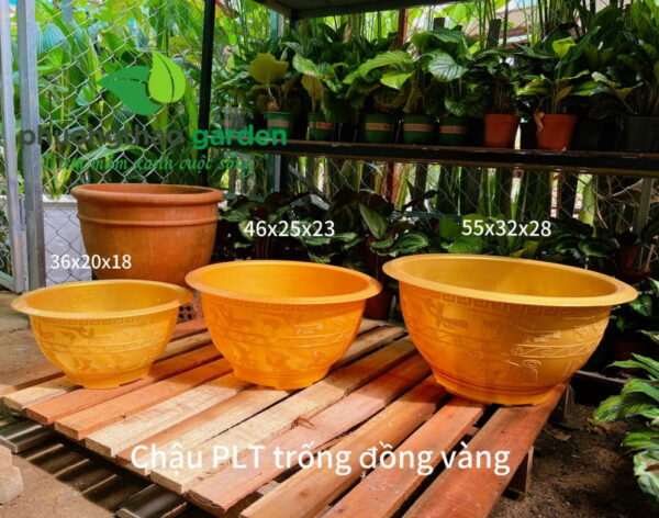 Chậu PLT trống đồng vàng