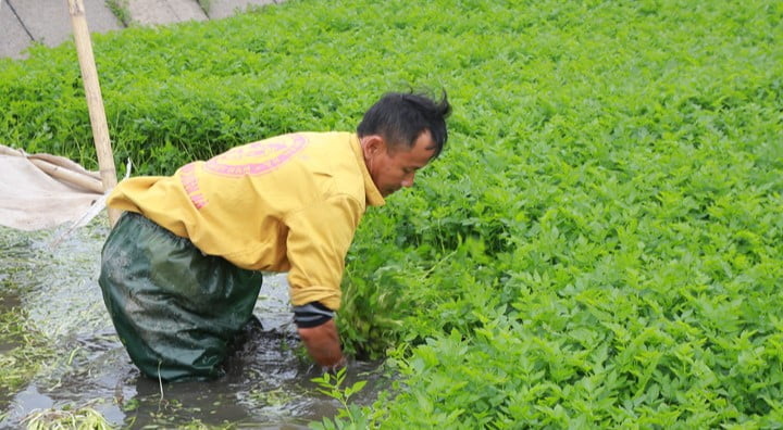 nên chọn các giống rau chịu nước tốt để trồng trong mùa mưa