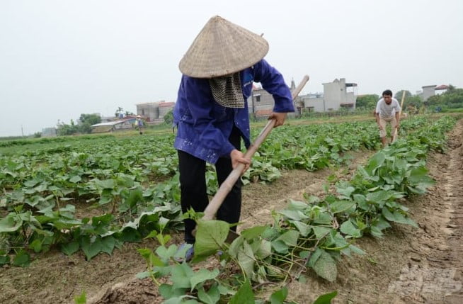 Kỹ thuật trồng rau lang lấy đọt