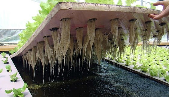 Trồng rau thủy canh tĩnh