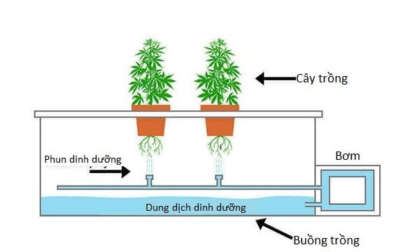 Kỹ thuật trồng rau xanh khí canh