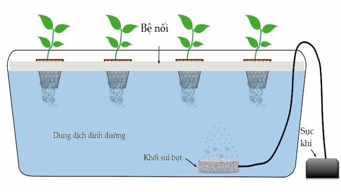Mô hình trồng rau thủy canh tĩnh