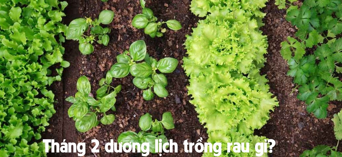 Tháng 2 dương lịch trồng rau gì?