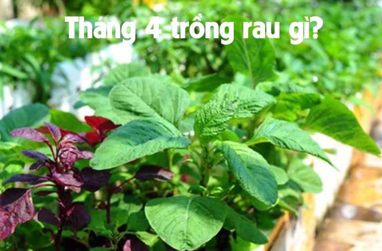 Tháng 4 trồng rau gì