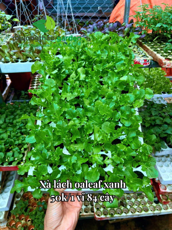 Cây giống xà lách Oakleaf xanh