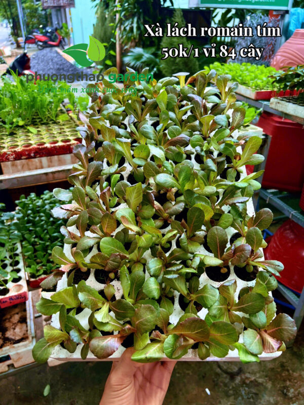 Cây giống xà lách Romaine tím