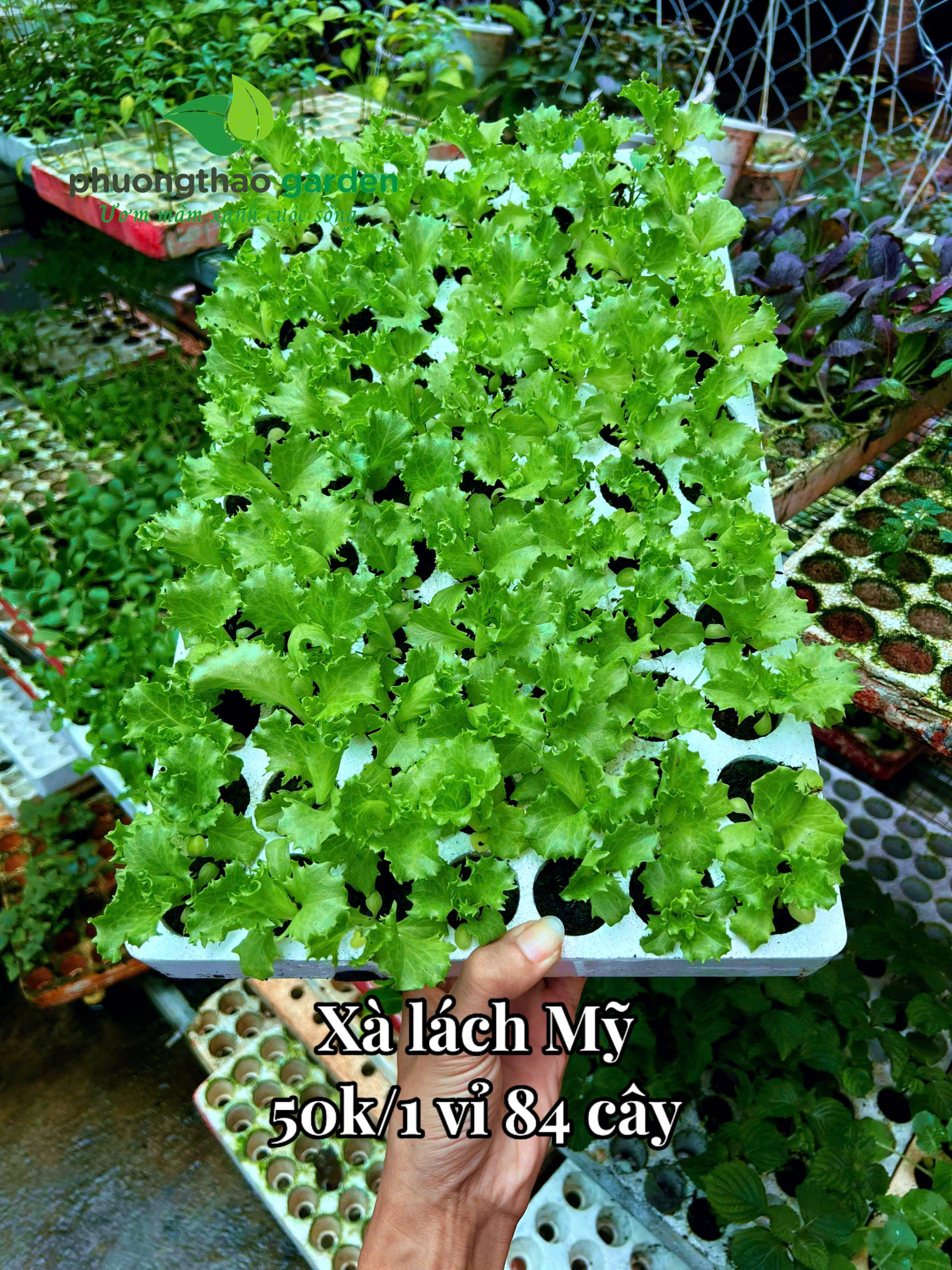 Cây giống Xà lách mỹ