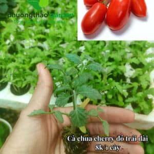 Cây giống cherry đỏ trái dài