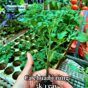 Cây giống cà chua bi rừng