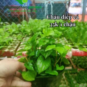 Cây giống rau diếp cá