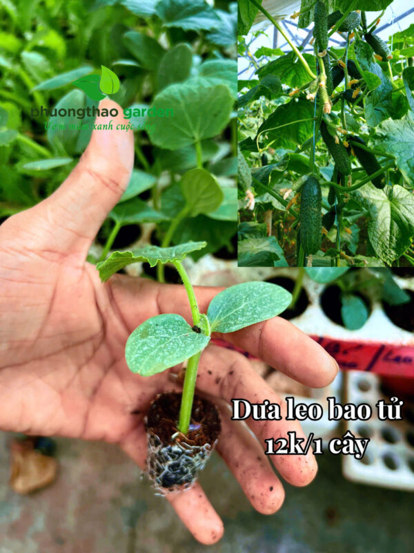 Cây giống dưa leo bao tử