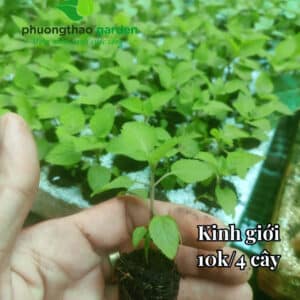 Cây giống kinh giới