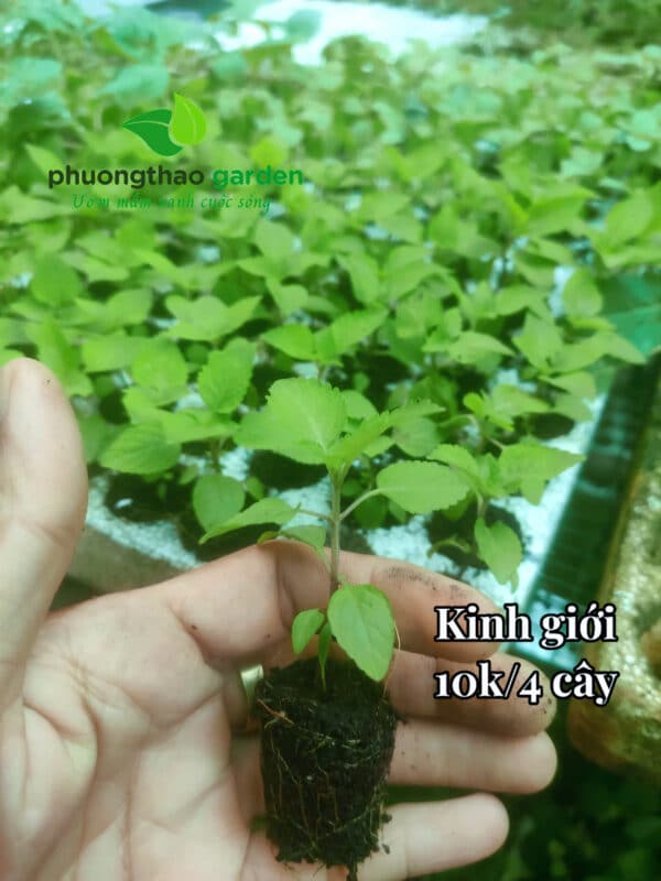 Cây giống kinh giới