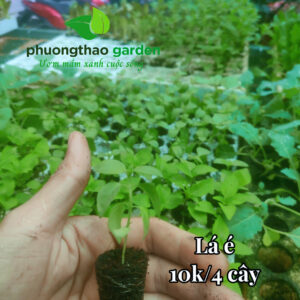 Cây giống lá é