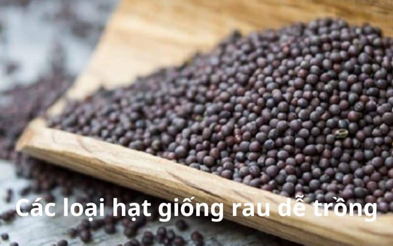 Các loại hạt giống rau dễ trồng