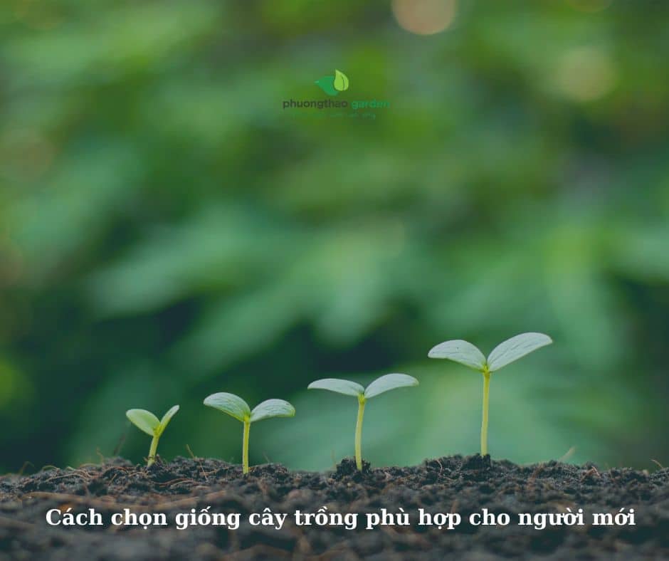 Cách chọn giống cây trồng phù hợp cho người mới