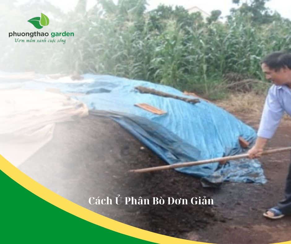 Hướng dẫn cách ủ phân bò đơn giản