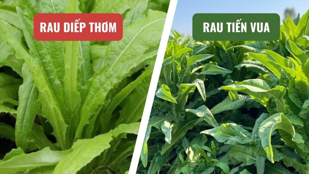 Rau diếp thơm có phải là rau tiến vua không