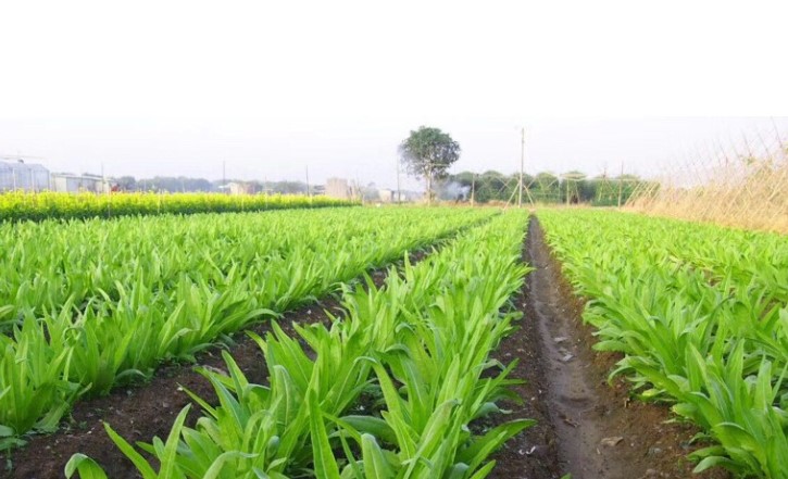 Rau diếp thơm là gì