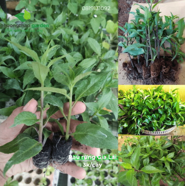 cây giống rau tại phương thảo garden
