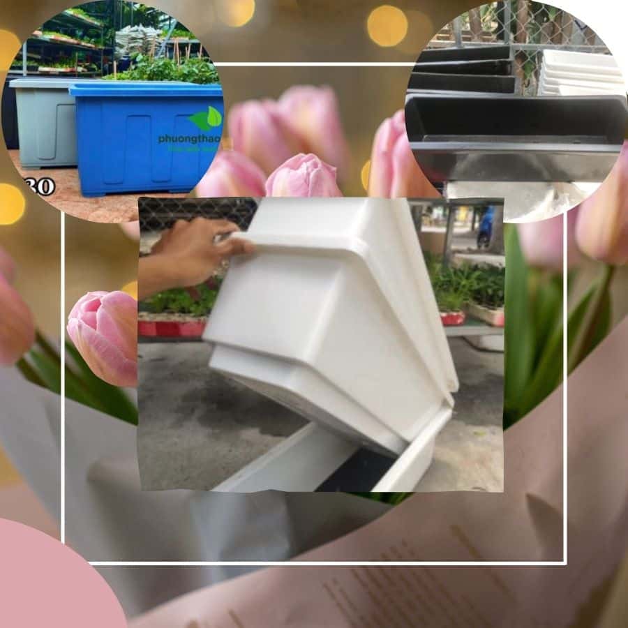 chậu trồng rau tại phương thảo garden