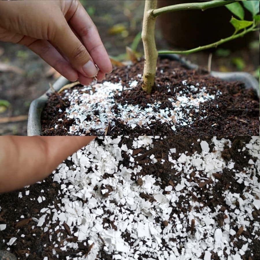 công dụng của vỏ trứng gà