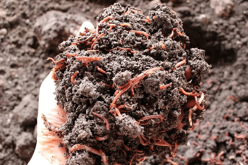 phân trùn quê tại phương thảo